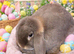 Mini lop female