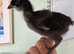 2 unsexed Olive egger chicks