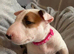 KC Registered English Bull Terrier Puppies