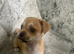 Puma pug for sale