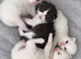 British Short hair kittens BSH £325