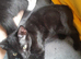 2 Black boy's Very evenly marked Black white girl Kittens