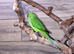 Baby Green Ring necks,9