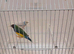 Gouldian cocks