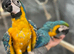 Ready Now Baby HandReared Super Tame Cuddly Friendly Blue & Gold Macaw Parrot,30