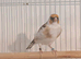 Siberian pied goldfinch