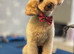 F1 Cavapoo Puppies for sale