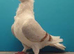 Turbit pigeons