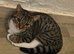 Boy kitten