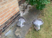 Blue Indian fantail pair