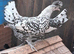Appelsellers pullets 16to18