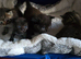 4 little cuties: 3 boys and one girl.
