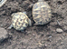 Tortoises for sale.