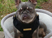 French bulldog pups