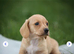Cream Miniature Smooth Haired dachshunds Ready for their forever homes