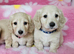 Cream long haired minis READY NOW