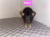 Beautiful mixed gender baby rats