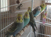 Two split to blk wing young budgies
