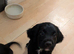 READY NOW Beautiful Sprocker puppies cocker
