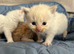Beautiful long-haired kittens