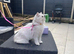 Purebred scottish fold