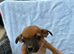 Dachshund/Jack Russell