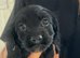 5 beautiful show cocker spaniels crossed patterdale