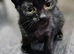 British shorthair x spynx Kittens