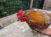 Cockrels for sale