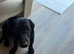 Daisy the dachshund