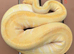 Urgent female Phantom YB Enchi Albino royal ball python