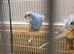 Stunning Baby Helicopter Budgies