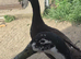 Two male runner duck pets