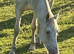 15hh gelding for sale