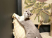 Stunning British short hair kittens