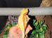 Crested gecko