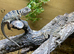 Collared Lizards at Birmingham Reptiles