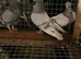 3 pairs of figuritas