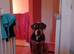 Rothwiler mix breed puppy