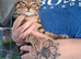 Tabby cat kittens