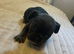 x2 last French bulldog puppies