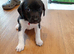 Stunning litter of sprollie pups ready for their forever homes