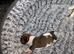 Selling two gorgeous Jack Russell pups