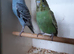 Budgies