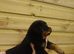 German rottweiler puppies