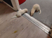 Ferrets for sale