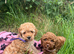 Stunning Cavapoochon puppies