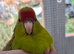 Kakariki males for sale