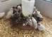 Sexed Chinese painted quail