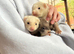 Ferret kits